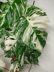 Monstera Variegata (zum aussuchen)