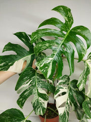 Monstera Variegata (zum aussuchen)