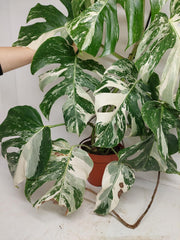 Monstera Variegata (zum aussuchen)