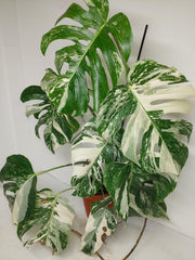 Monstera Variegata (zum aussuchen)