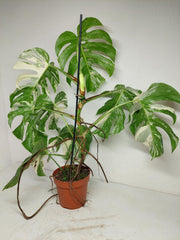 Monstera Variegata (zum aussuchen)