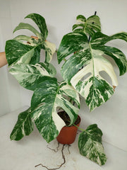 Monstera Variegata (zum aussuchen)