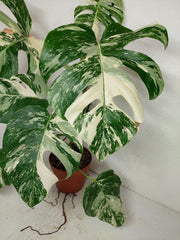 Monstera Variegata (zum aussuchen)