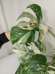 Monstera Variegata (zum aussuchen)