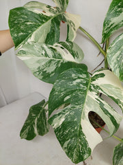 Monstera Variegata (zum aussuchen)