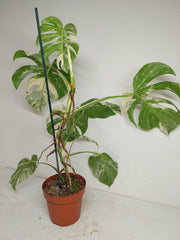 Monstera Variegata (zum aussuchen)