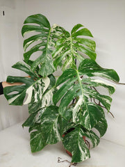 Monstera Variegata Adult