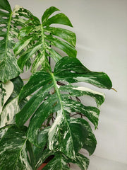 Monstera Variegata Adult