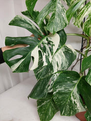 Monstera Variegata Adult