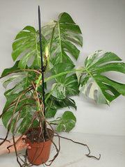Monstera Variegata Adult