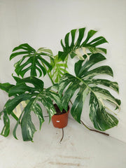 Monstera Variegata Adult