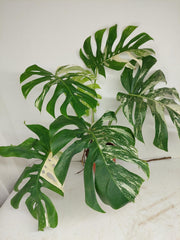 Monstera Variegata Adult