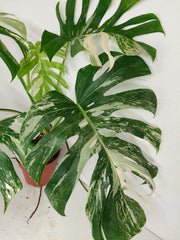 Monstera Variegata Adult