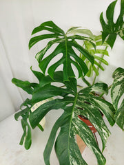 Monstera Variegata Adult
