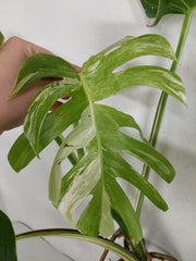 Monstera Variegata Adult