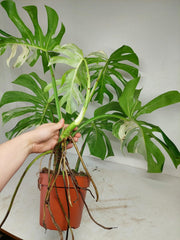 Monstera Variegata Adult
