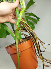 Monstera Variegata Adult