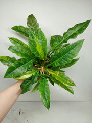 Philodendron Ring of Fire (zum aussuchen)