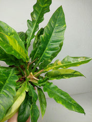 Philodendron Ring of Fire (zum aussuchen)