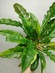 Philodendron Ring of Fire (zum aussuchen)