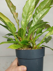 Philodendron Ring of Fire (zum aussuchen)
