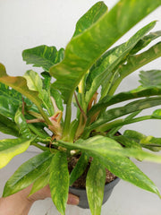Philodendron Ring of Fire (zum aussuchen)