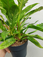 Philodendron Ring of Fire (zum aussuchen)