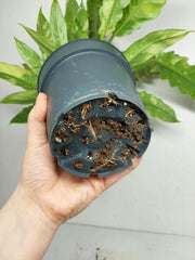 Philodendron Ring of Fire (zum aussuchen)