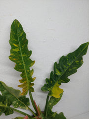 Philodendron Ring of Fire (zum aussuchen)