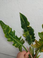 Philodendron Ring of Fire (zum aussuchen)