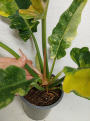 Philodendron Ring of Fire (zum aussuchen)