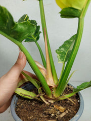 Philodendron Ring of Fire (zum aussuchen)
