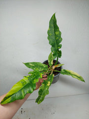 Philodendron Ring of Fire (zum aussuchen)