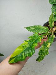 Philodendron Ring of Fire (zum aussuchen)