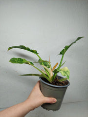 Philodendron Ring of Fire (zum aussuchen)