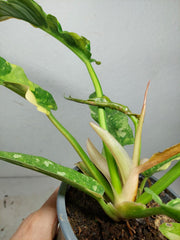 Philodendron Ring of Fire (zum aussuchen)