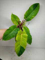 Philodendron Jungle Fever Variegata