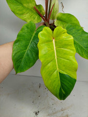 Philodendron Jungle Fever Variegata