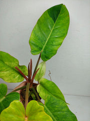 Philodendron Jungle Fever Variegata