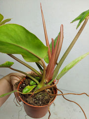 Philodendron Jungle Fever Variegata