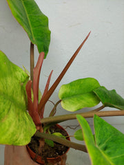 Philodendron Jungle Fever Variegata