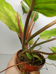 Philodendron Jungle Fever Variegata