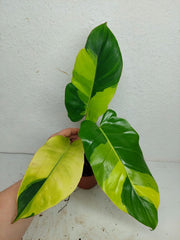 Philodendron Jungle Fever Variegata