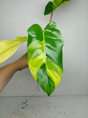 Philodendron Jungle Fever Variegata