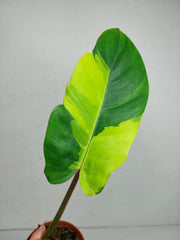 Philodendron Jungle Fever Variegata