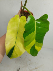 Philodendron Jungle Fever Variegata