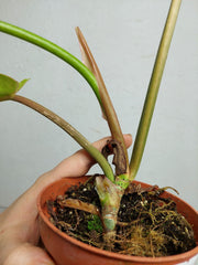 Philodendron Jungle Fever Variegata
