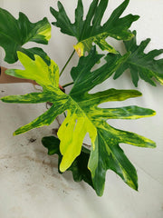 Thaumatophyllum Williamsii Variegata