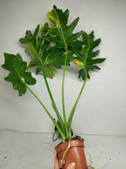Thaumatophyllum Williamsii Variegata