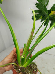 Thaumatophyllum Williamsii Variegata